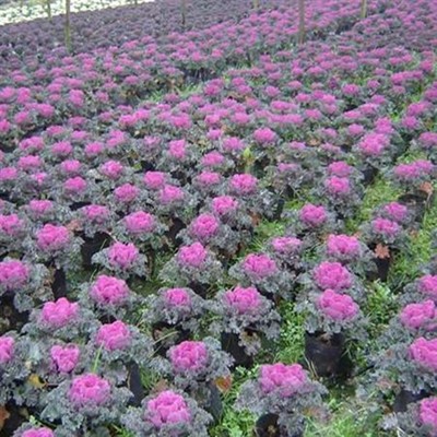 清新園花卉 專(zhuān)業(yè)花箱種植補(bǔ)種與優(yōu)質(zhì)草花銷(xiāo)售服務(wù)
