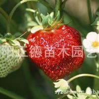 花卉種植與江蘇沭陽(yáng)正德苗木園藝場(chǎng)的專(zhuān)業(yè)供應(yīng)